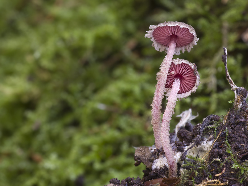 Melanophyllum haematospermum